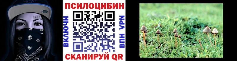 Псилоцибиновые грибы Cubensis  Западная Двина 
